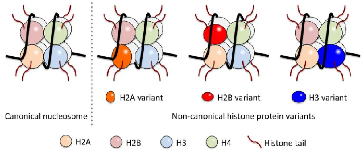 Figure  3.  Structure  du  nucléosome :  histones  et  variants  d’histones  impliqués
