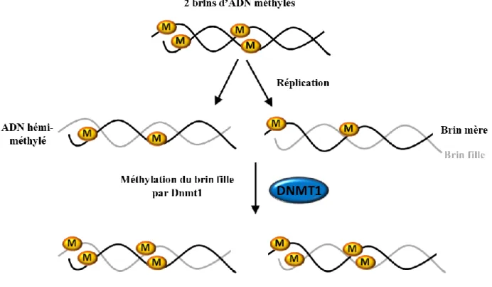 Figure  6.  Apposition  de  la  méthylation  sur  les  brins  d’ADN  hémi-méthylés  par  DNMT1 après la réplication