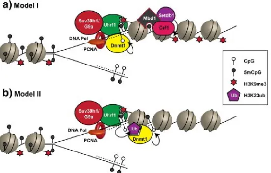 Figure  7.  Facteurs  interagissant  avec  DNMT1  à  la  fourche  de  réplication  pour  maintenir la méthylation d’ADN sur les brins hémi-méthylés (Adapté de [63]).