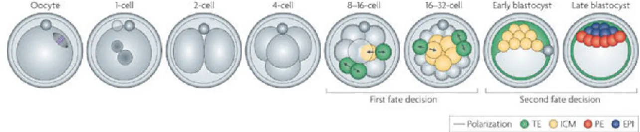 Figure 8. Représentation des étapes du développement embryonnaire précoce chez la  souris