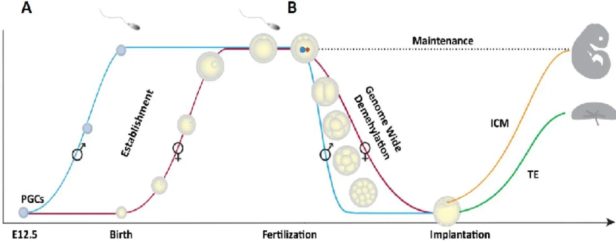 Figure 9. Schéma de la vague de reprogrammation épigénétique survenant dans le  développement  embryonnaire  précoce