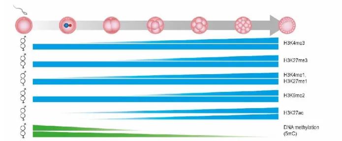 Figure  10.  Distribution  temporelle  globale  de  la  méthylation  d’ADN  et  de  modifications d’histones tout au long du développement embryonnaire précoce de la  fertilisation à l’implantation dans l’utérus