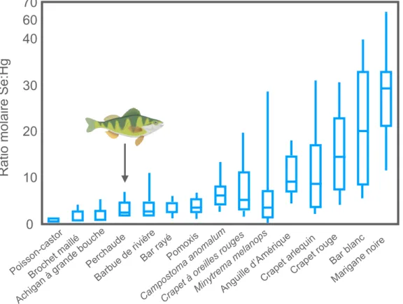 Figure 4. Ratios molaires Se:Hg mesurés dans le muscle de plusieurs espèces de  poissons d’eau douce en Caroline du Sud et au Tennessee