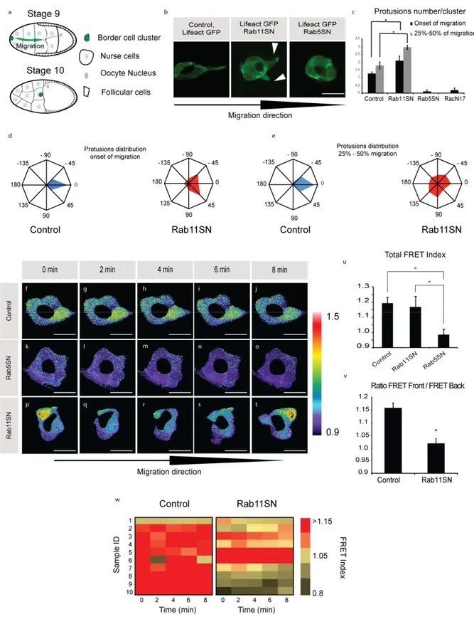 Figure 2.1: Rab proteins regulate actin dynamics and Rac activity and polarization 