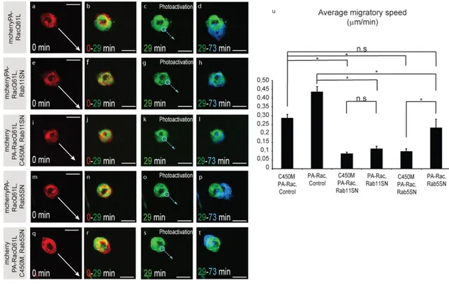 Figure 2.2: Local activation of Rac does not rescue Rab11 loss-of-function phenotype 
