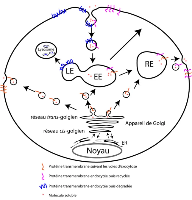 Figure 1.1 : Illustration des voies d’endocytose et d’exocytose et du cheminement de divers  cargos