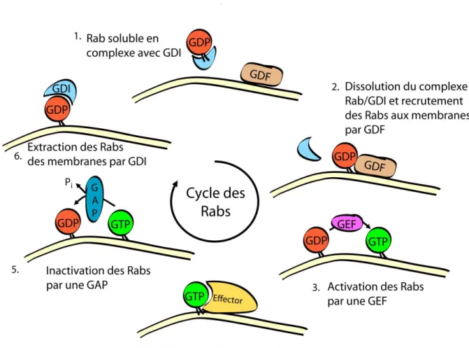 Figure 1.2 : Représentation schématique du cycle des Rabs. 