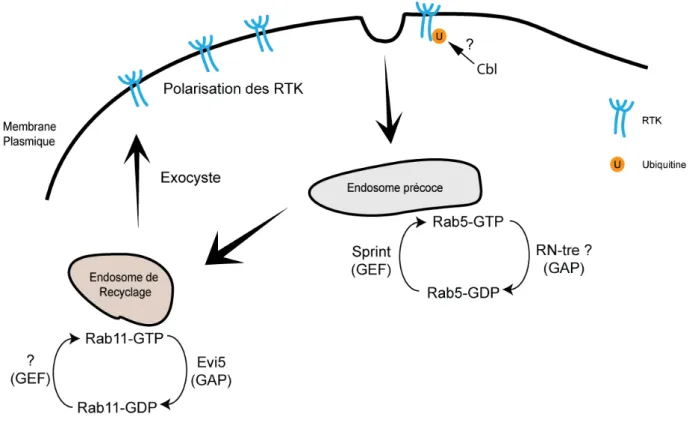 Figure 1.6 : Rôle et régulation de l’endocytose dans la migration des BC. 