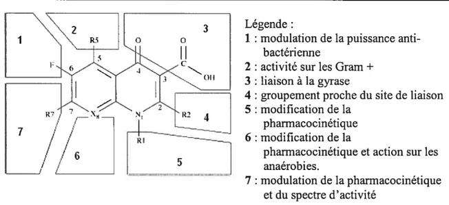 Figure 2 : Relation structure-activité des fluoroquinolones, d’ après[27].