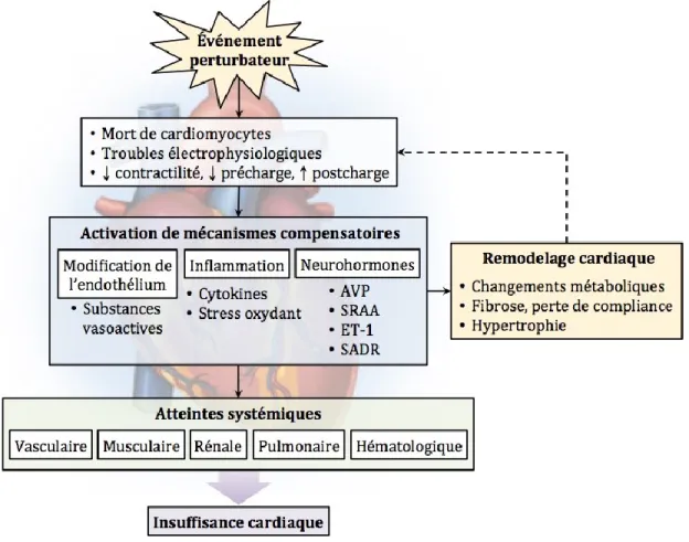 Figure 1. Physiopathologie de l’IC  