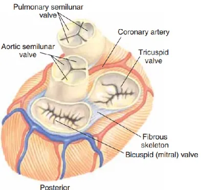 Figure  2:  Heart  valves  in  superior  view.  With  permission  from  Scanlon [5]. 