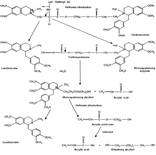 Figure 7. Proposed metabolic elimination pathways for cisatracurium  , besylate in human plasma