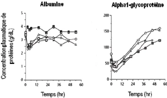 Figure 17 Relations entre les niveaux plasmatiques de protéines (albumine et alpha1- alpha1-glycoprotéines) et le temps (en heures) après la chirurgie