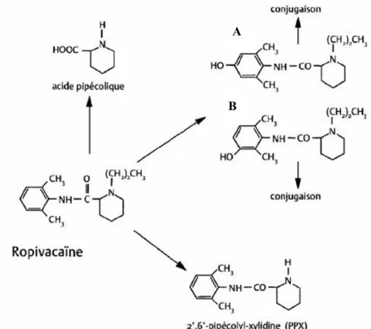 Figure 18 Métabolisme de la ropivacaïne. Contrairement à la lidocaïne et à la  bupivacaïne, la ropivacaïne est métabolisée principalement par le CYP1A2