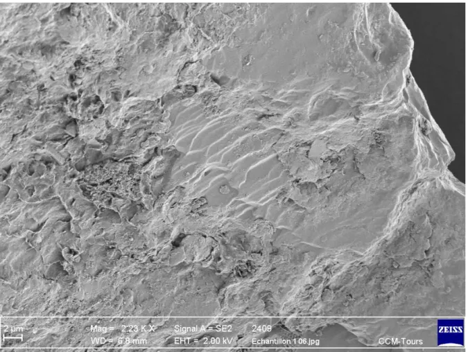 Fig. 9 : écailles d’une fibre du tissu A. 