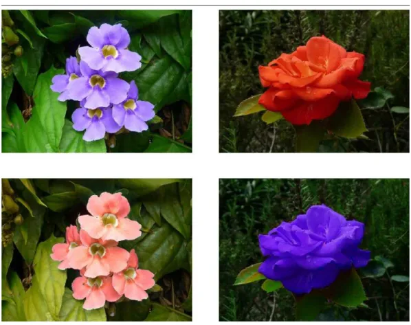 Fig. 3 Hue transfer between images. First row: original images. Second row: the hue channel of each image has been modified by applying the circular optimal transportation flow between the hue channels (see text for details), while other channels (“saturat