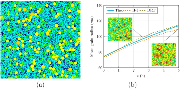 Figure 9: (a) 2D initial microstructure used for grain growth. The color scale corresponds to the grain size ; (b) evolution of the mean grain size and coarsening of the microstructure.