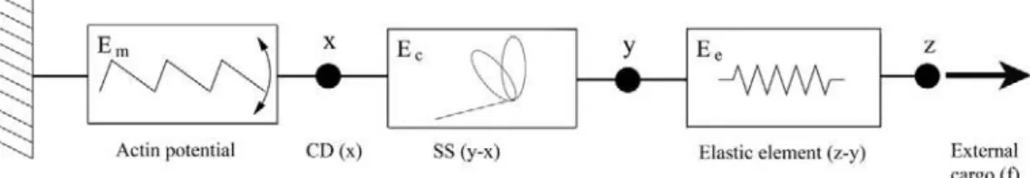 Fig. 1. The mechanical representation of a cross-bridge as a series connection of a linear elastic element E e , a bi-stable snap-spring E c and a Brownian ratchet E m .