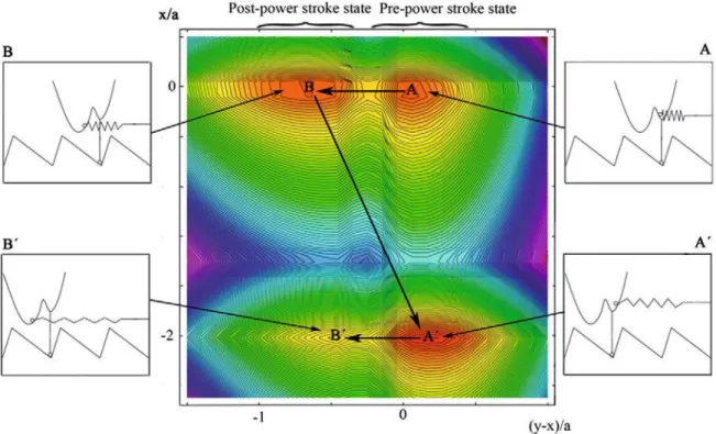 Fig. 5. Contour plot of the effective energy E t (x, y; z 0 ) at z 0 = 0. Inserts illustrate the states of various mechanical subunits.