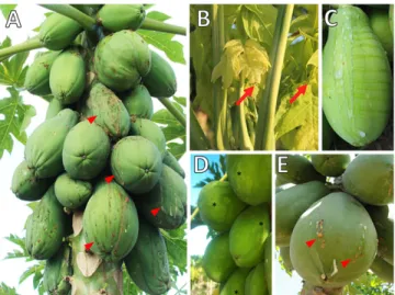 Table 1. Viruses of papaya, by family and genus, in main growing regions worldwide