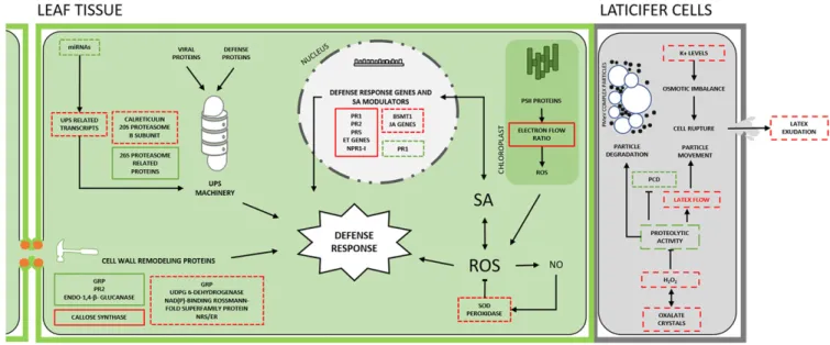 Fig. 3. Papaya and PMeV complex interaction. In preflowering plants, a multilayer immune system triggered by PMeV complex infection results in a preflowering tolerance that is partially disabled in postflowering