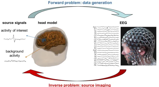 Fig. 1. Illustration of the forward and inverse problems in the context of EEG.