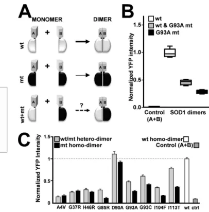 FIGURE 5. Fluorescence analysis of cells stably coexpressing fluorescent WT and G93A mutant SOD1 proteins