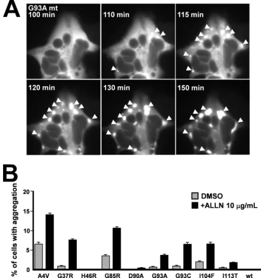 FIGURE 7. Analysis of WT and G93A mutant SOD1 protein diffusion in living cells. Top panels, typical analyzed cells