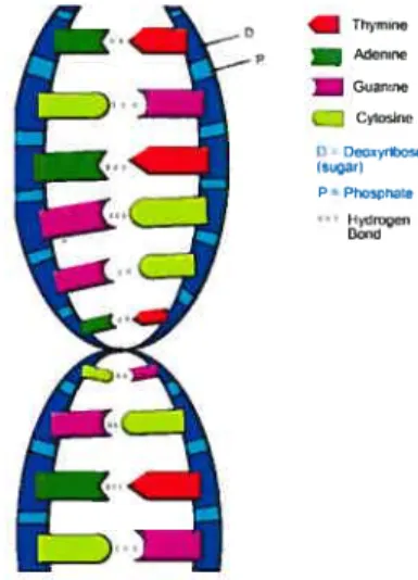 Figure 1.1: DNA structure (from fliologyCorner)