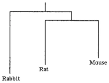 Figure 1.2: Phylogenetic tree for species rat, mouse and rabbit