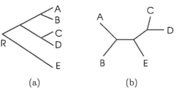 Figure 1.3: An example of phyiogenetic tree; rooted tree (a), unrooted tree (b) (from $ingh 1999).