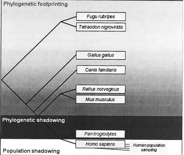 Figure 1.5: Use of genome comparisons at various evolutionary distances to an notate the human genorne