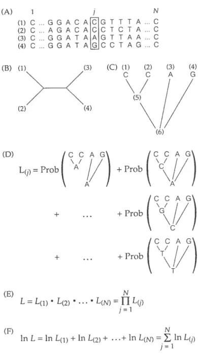 Figure 2.1: Overview of calculating the iikelihood of a given phylogenetic tree (from Hiliis et al