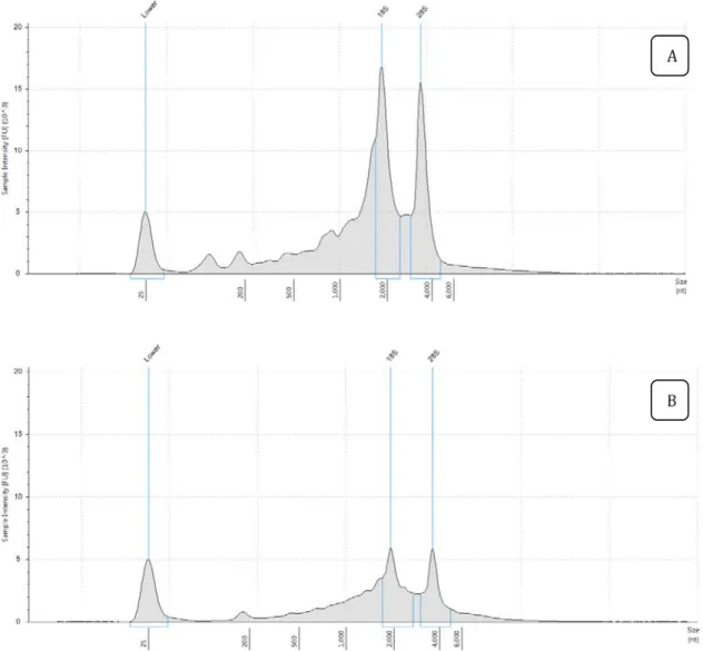 Figure 3 presents the result of RNA integrity analysis of sample 1 extracted with the two  methods  to  illustrate  the  difference  in  the  quality  of  the  extracts  obtained
