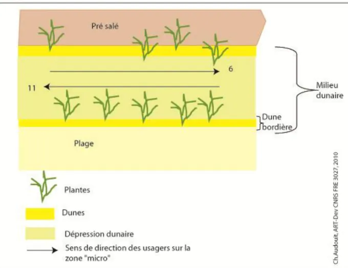 Figure 11 : Fréquentation selon les directions prises sur la zone «  micro » de l’Espiguette partie  gratuite (en moyenne par jour) 