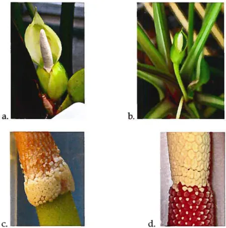 Figure 2 a. Inflorescence de Philodendron sp. b. inflorescence de Hontalomena pÏzitippinensis c.