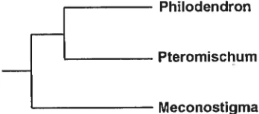 figure 4: Phylogenetic relationship of the three Phitodendon subgcnera (Mayo,1986)