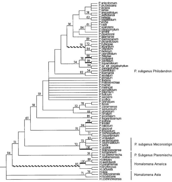 Figure 7: Strict consensus tree of 1397 most parsimonious trees with 76 species resulting from the analysis of the combined ITS + ETS matrices