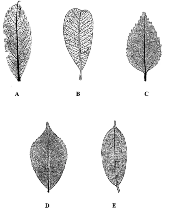 Figure  14:  Nervations  secondaires  de  type  A  - brochidodrome;  B  - cladodrome;  C  - -craspédodrome;  D  - semi-craspédodrome;  E  - nervure  intramarginale  (Leaf  Architecture  W orking Group,  1999)