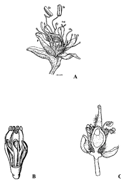 Figure  3 : Morphologie  florale  chez les Detarieae s.  1.  A - Sindora klaineana  (d'après Tucker,  2003)