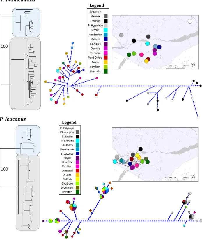 Figure 2.5. Phylogeographic trees estimated by neighbor-joining from the combined  sequences of 5 mtDNA regions with corresponding haplotype networks and population  networks