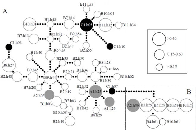 Figure 2.4: Minimum spanning network of mtDNA of the 10 populations of H. depressus  (A) and 6 populations of H
