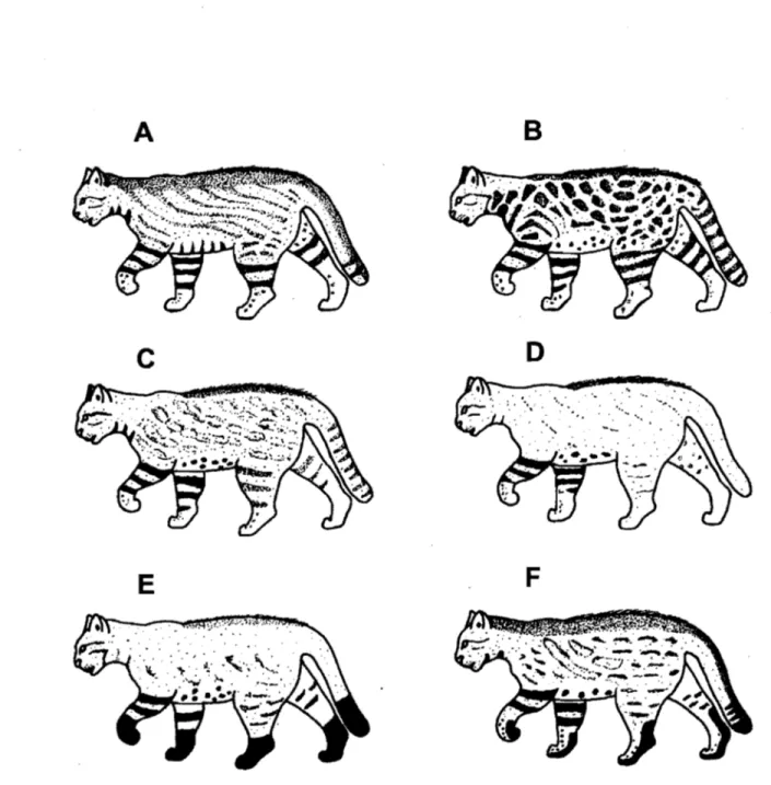 Figure 2.  Différents patrons du  manteau chez le  chat des pampas  Illustrations tirées de  Garcfa-Perea (1994)