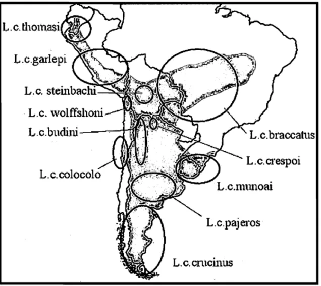 Figure  3.  Répartition  approximative  des  Il  sous-espèces  reconnues  pour  le  chat  des  pampas,  en Amérique du  sud