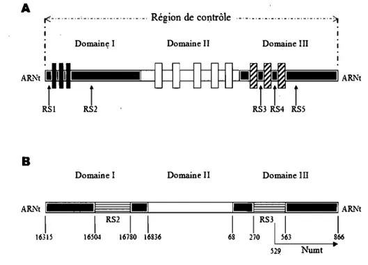 Figure  3.  Structure  de  la  région  de  contrôle  de  l'ADNmt.  A:  Schéma  de  la  région  de  contrôle  des  vertébrés  montrant  la  position  des  séquences  répétées  qui  ont  été  décrites  (RS 1-5)