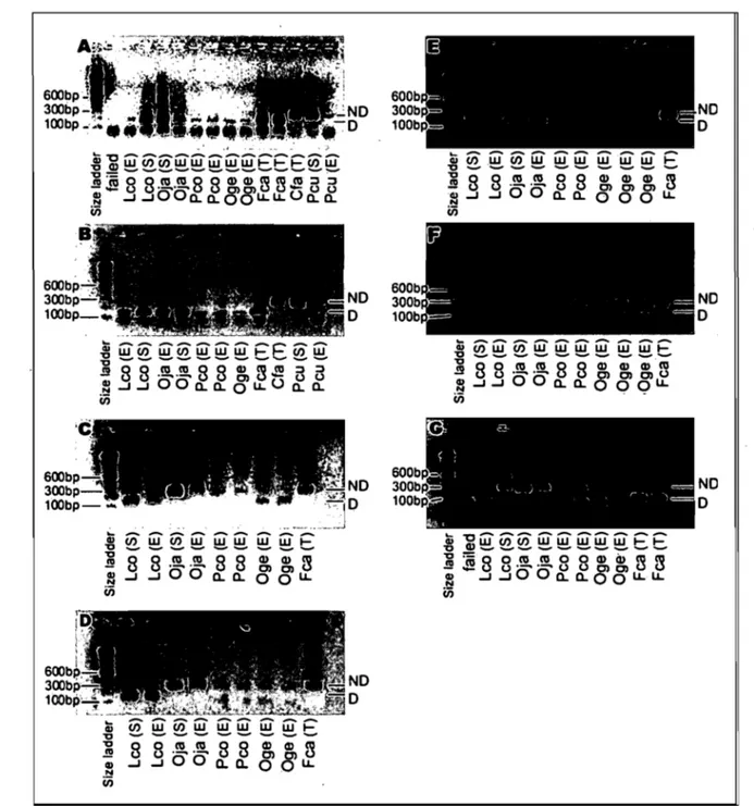Figure  2.  Fragment  profiles  following  digestion  of the  16S  rRNA  gene  segment