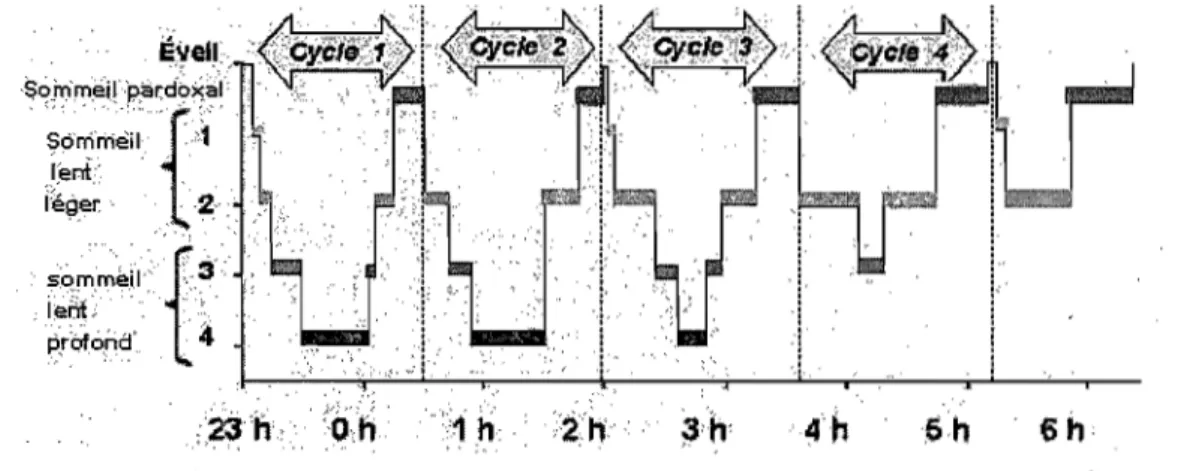 Figure  2.  Hypnogramme illustrant la distribution des  stades  de  sommeil  en fonction  du  temps  chez  un  adulte  sam