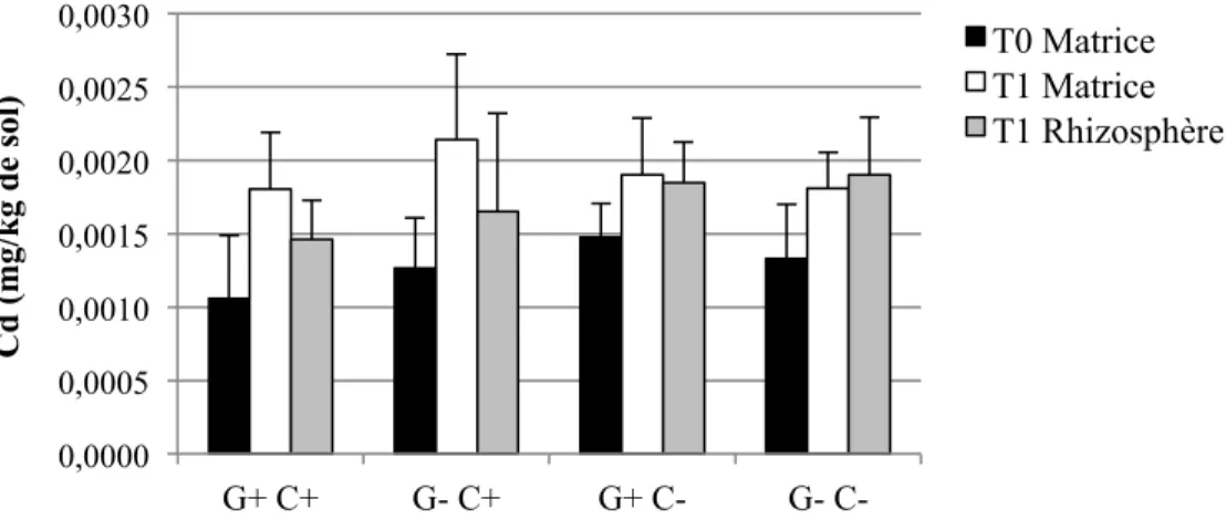 Figure 4-1: Concentrations moyennes et écarts-types de Cd extrait à l’H 2 O dans les sols pour  les quatre traitements (n=6 pots par traitement, sauf n= 5 pour G+ C-) 