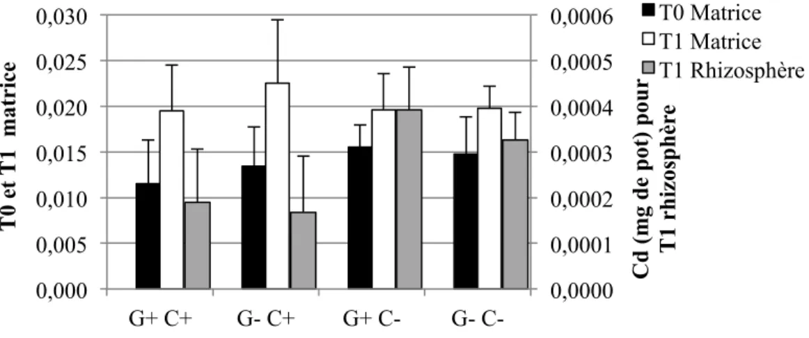 Figure 4-5: Quantités moyennes et écarts-types de Cd extrait à l’H 2 O dans les sols pour les  quatre traitements (n=6 pots par traitement, sauf n= 5 pour G+ C-) 