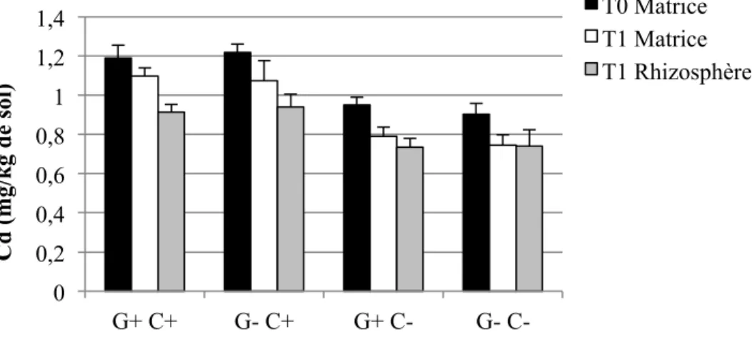 Figure  4-9:  Concentrations  moyennes  et  écarts-types  de  Cd  extrait  à  l’HNO 3   dans  les  sols  pour les quatre traitements (n=6 pots par traitement, sauf n= 5 pour G+ C-) 